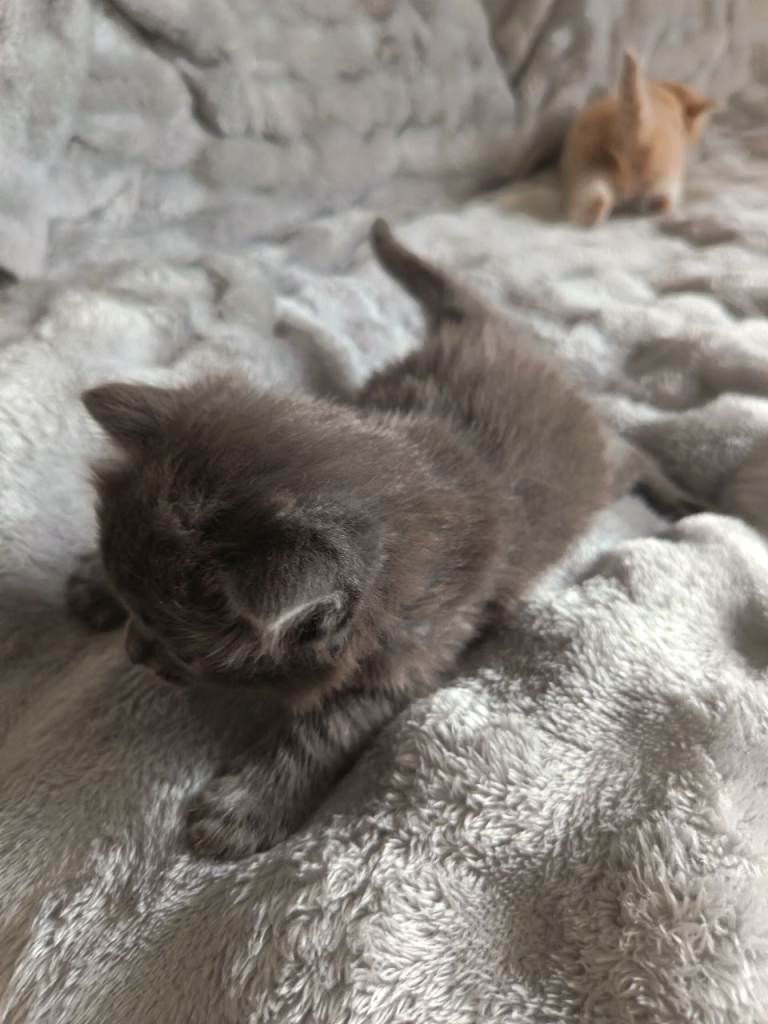 5 kittens for sale can be reserved ready to go 1june