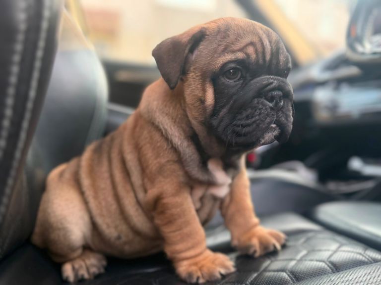 British bulldogs 