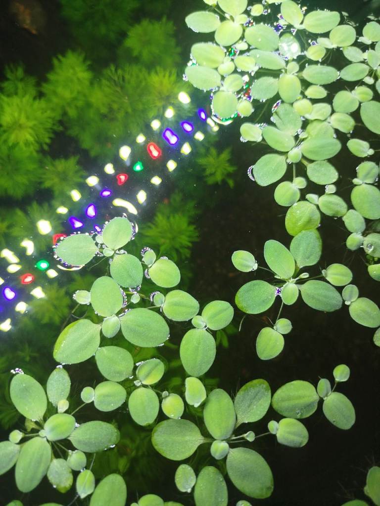 🌿x15 Water lettuce🌿Aquarium plant floating 🌿Easy aquarium plants🌿