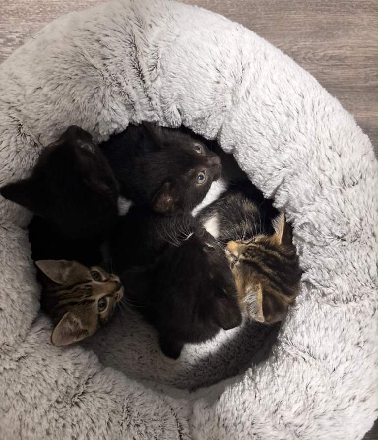 Kittens