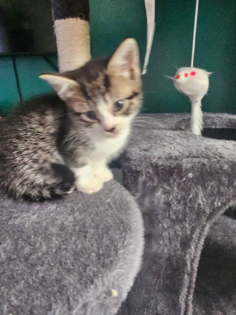 Kittens 