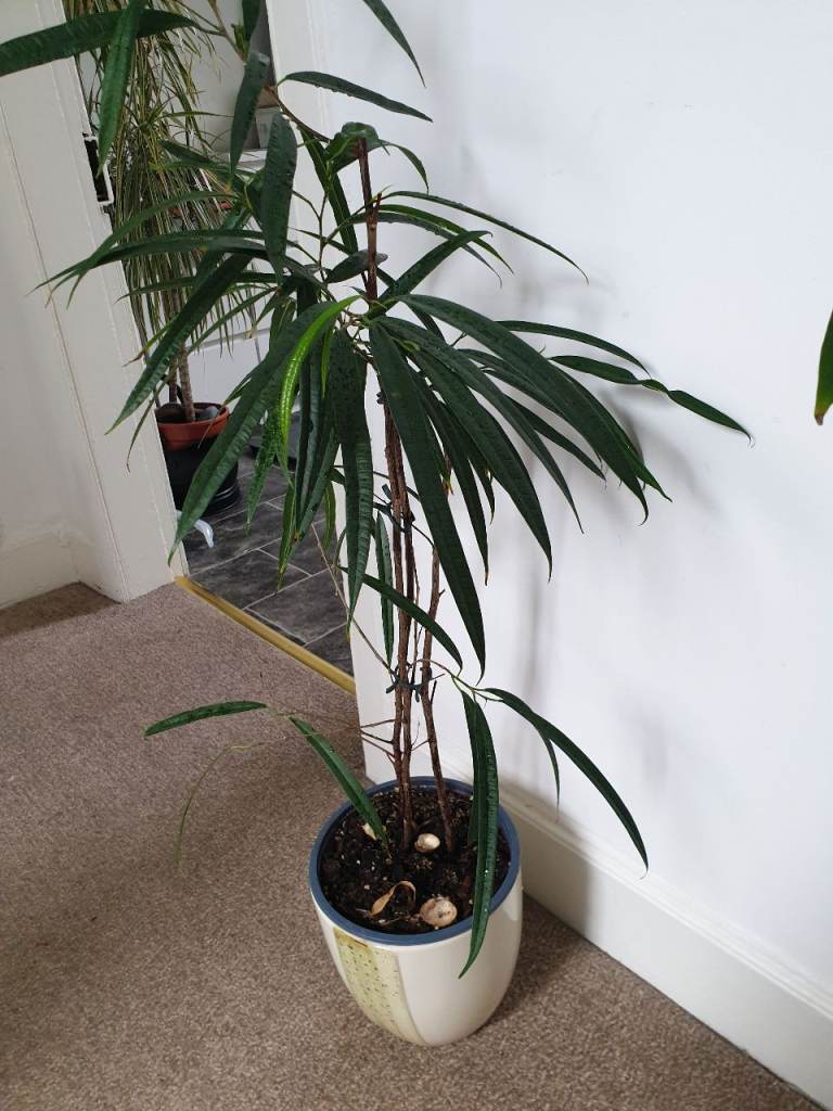 Indoor plant with ceramic pot