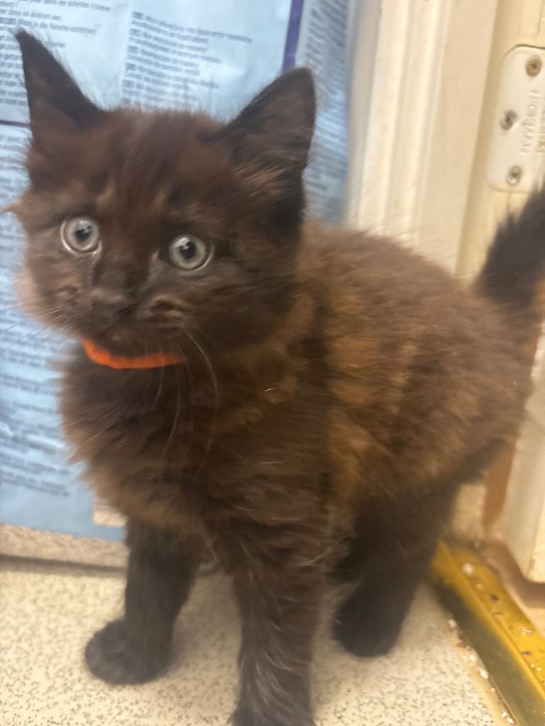 Gorgeous main coon x domestic long hair