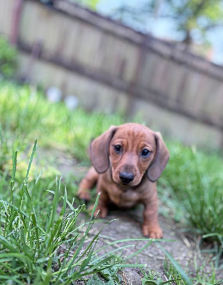 Mini dachshund puppies 
