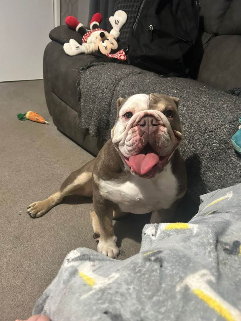 Male castrated bulldog