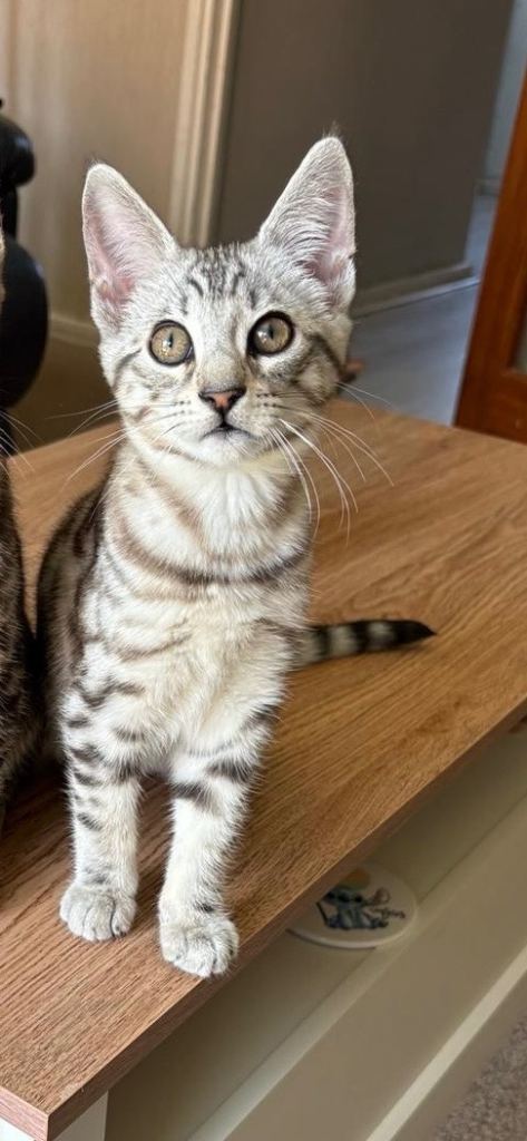 Maine Coon x Bengal Kitten