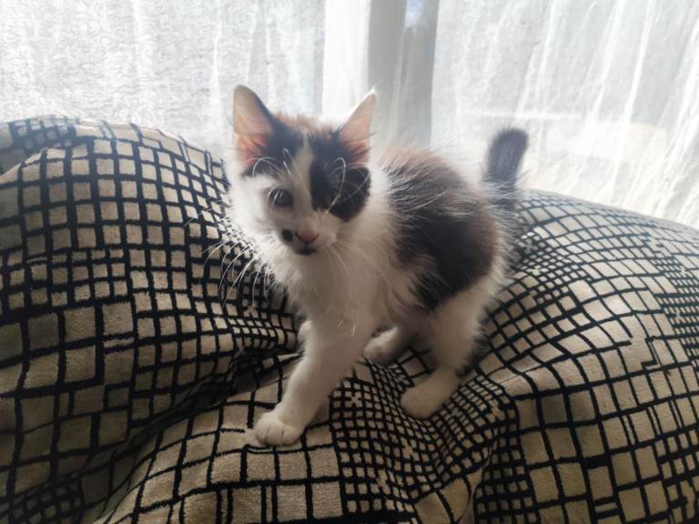 kitten 😻