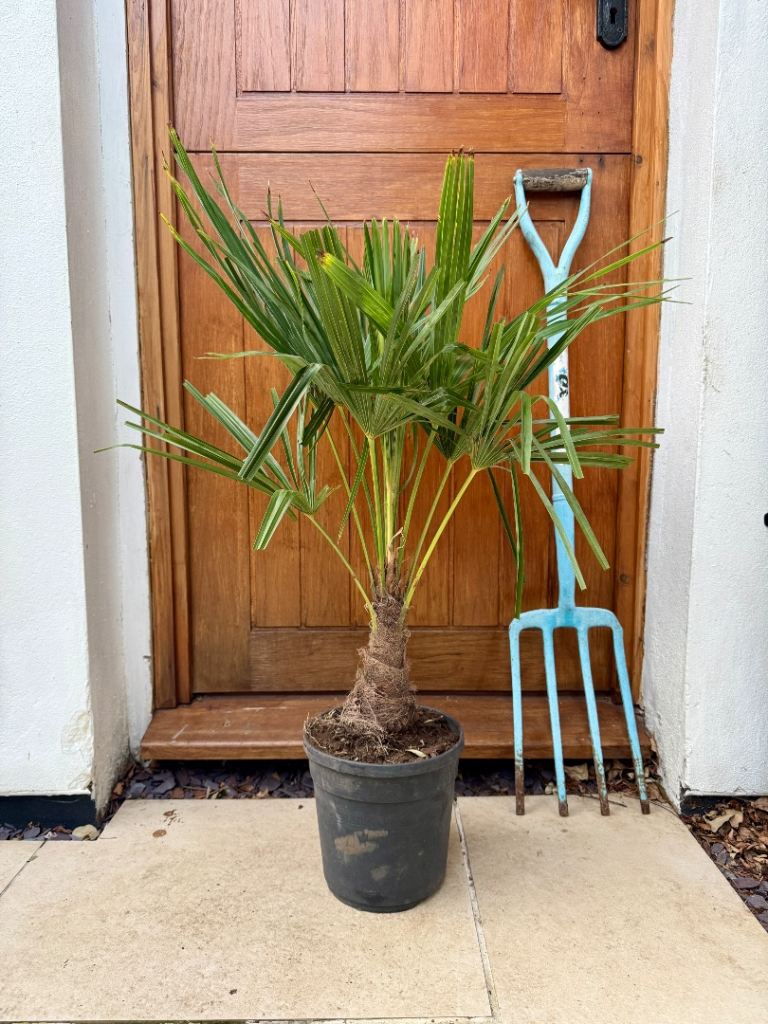 100cm Trachycarpus Fortunei Palm tree plant 