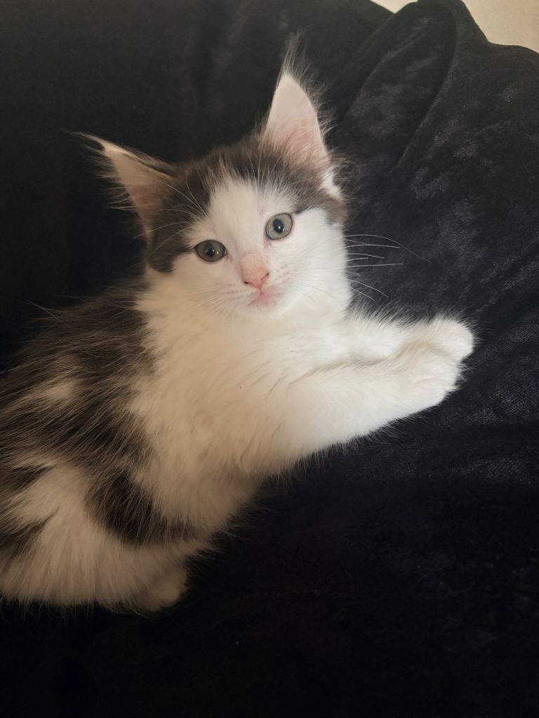 Healthy kittens ready to find a home for £180 (open to offers) 