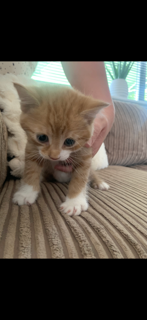 Ginger kitten 