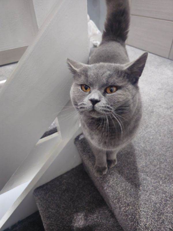 British Shorthair 