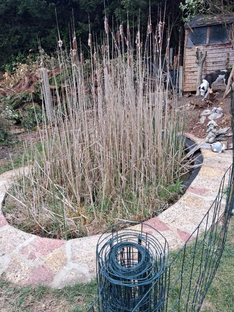 WANTED Pond Filter