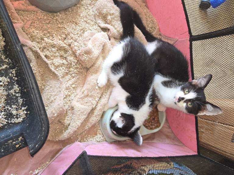 Male kittens
