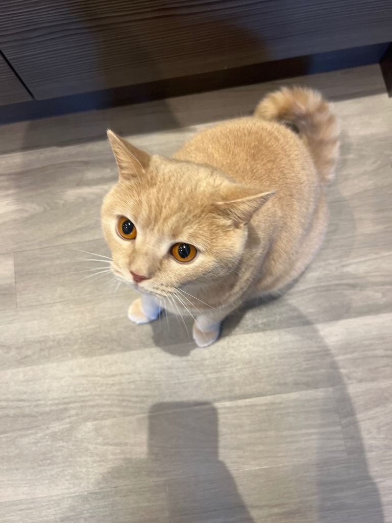 Adorable, Well-Behaved Cat Looking for a Loving Home