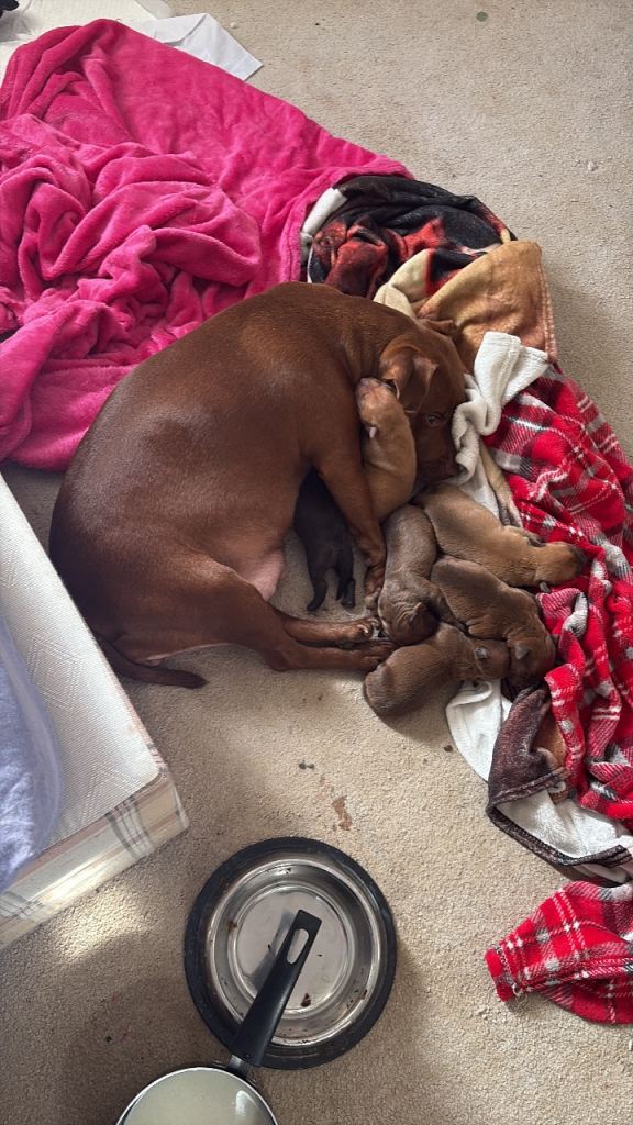 Patterdale cross staffy pups 