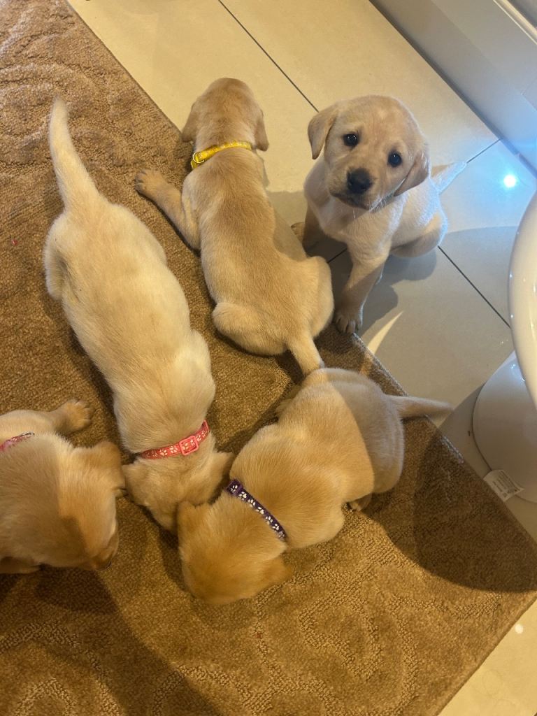 Beautiful golden Labrador puppies 