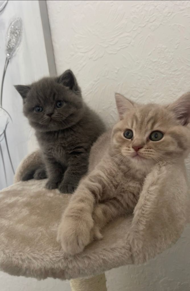 British shorthair kittens 