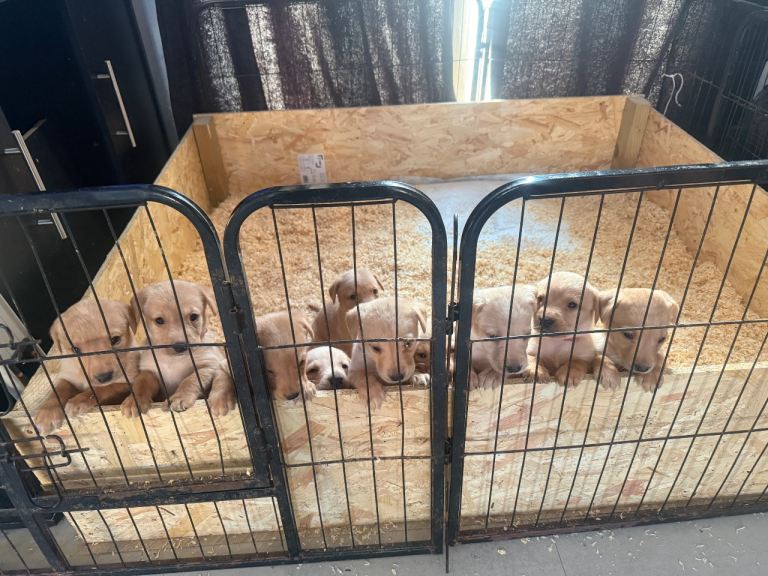 Kc reg Labrador pups 