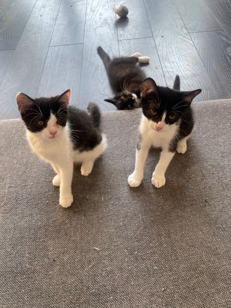 6 kittens for sale
