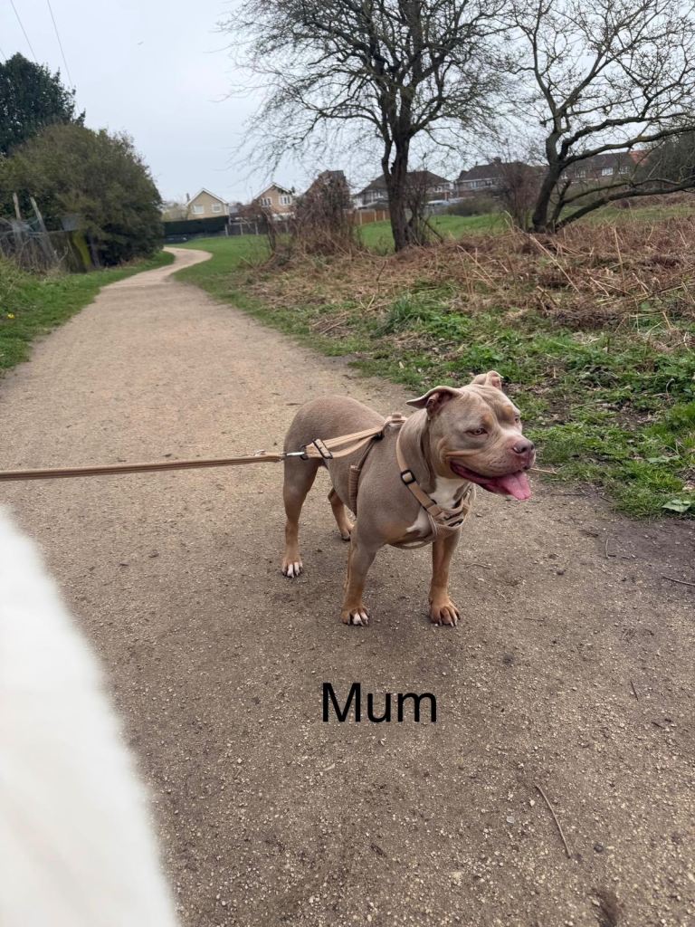 AMERICAN POCKET BULLY PUPPY (4 Left ) 