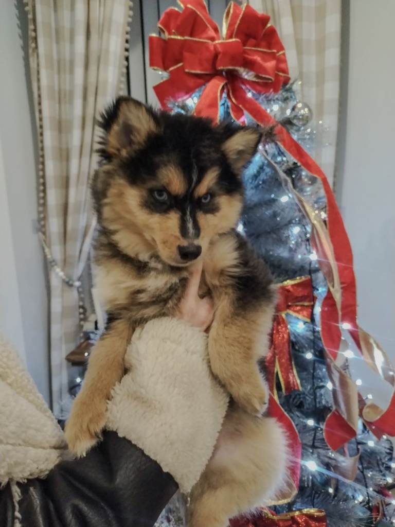 Beautiful Pomsky puppy 