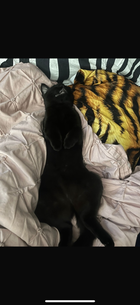Kittens 