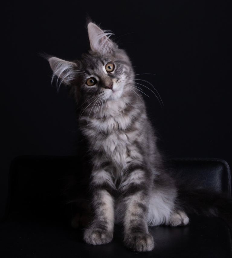 Pedigree maine coon kittens for sale