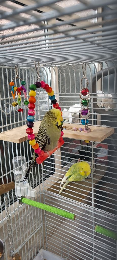2 Budgies with cage and accessories 