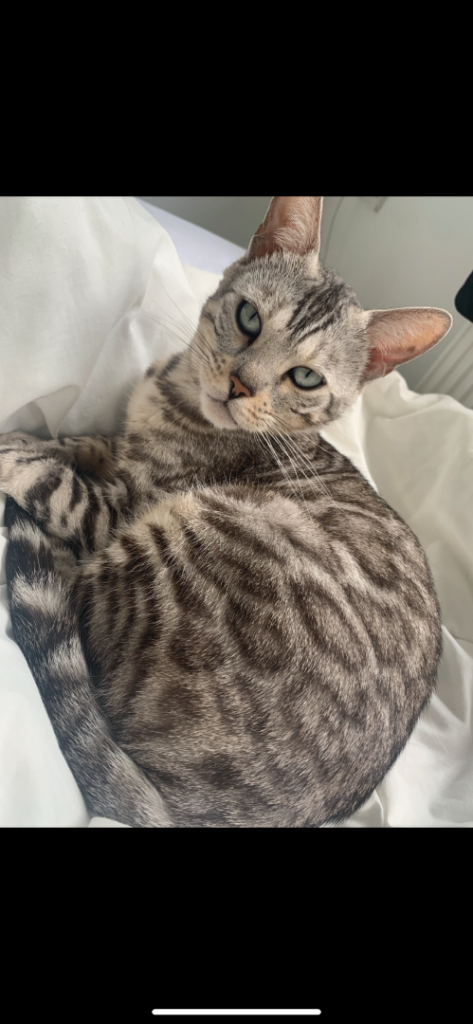 Gorgeous bengal girl 🐅