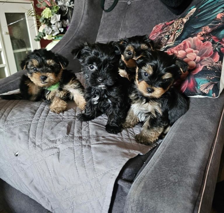 miniature yorkshire terrier cross puppies for sale 