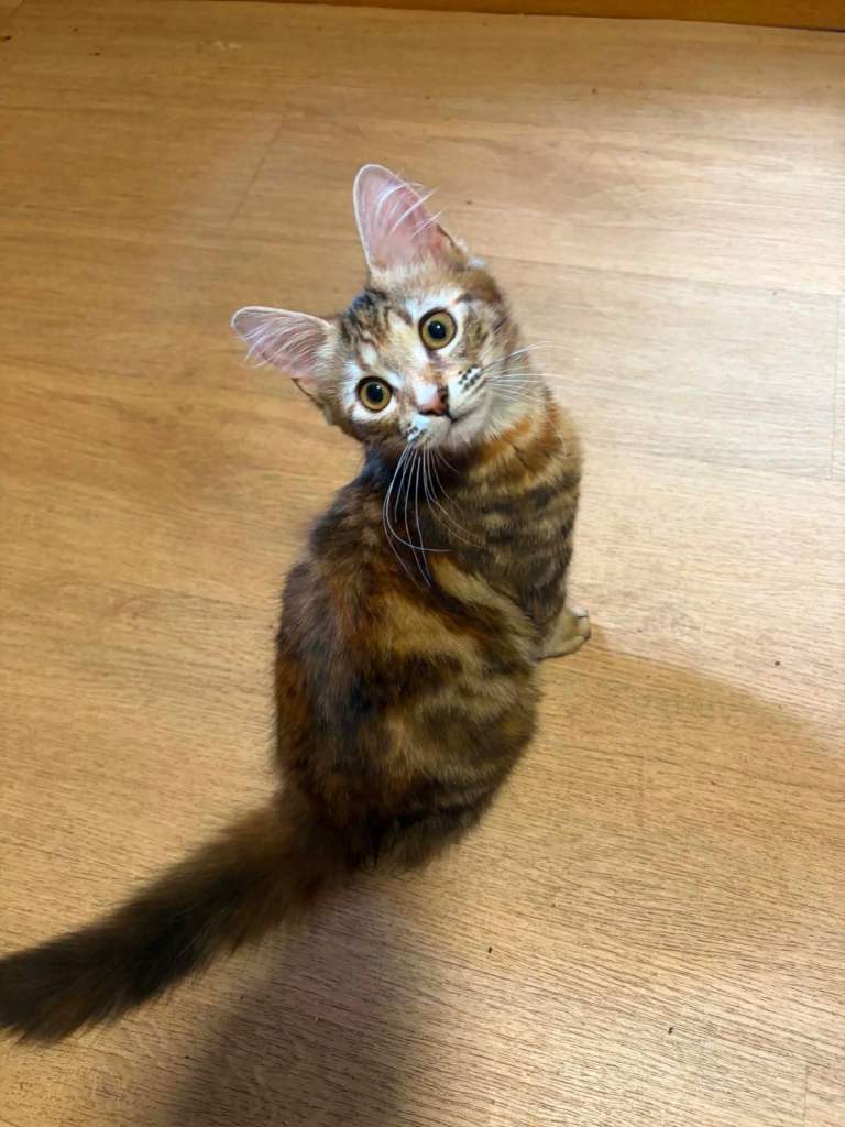 Beautiful Friendly Kittens Looking for Their Forever Homes