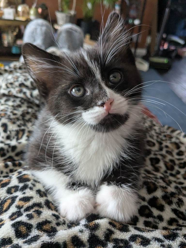 Maine Coon cross kittens 