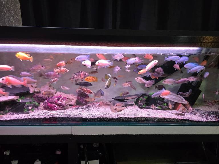 Malawi fish 