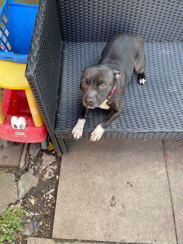 Pixie 18 month old staff 