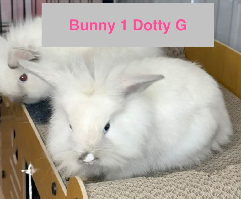 Double Maned Lionhead Babies 