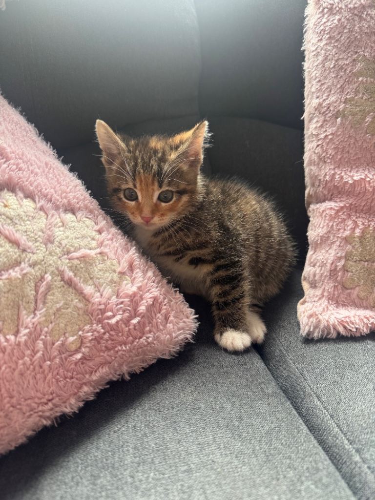 3 kittens need homes asap