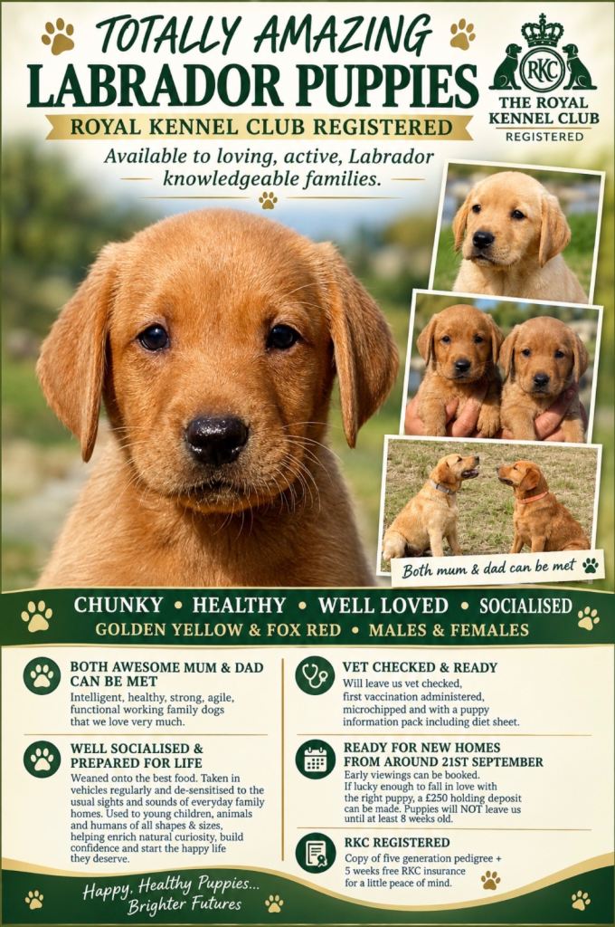 RKC REG’D FOX RED, GOLDEN YELLOW CHUNKY LAB PUPS