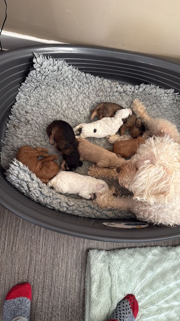 4 Australian labradoodles left 