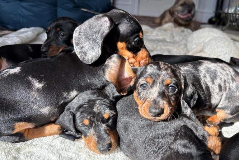 Minature Dachshund Puppies (Excellent Pedigree)