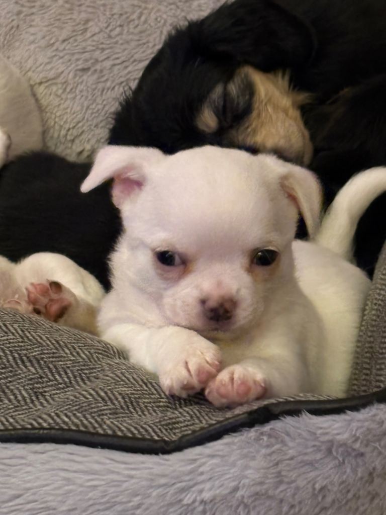 Chihuahua boy puppy for sale (harry)