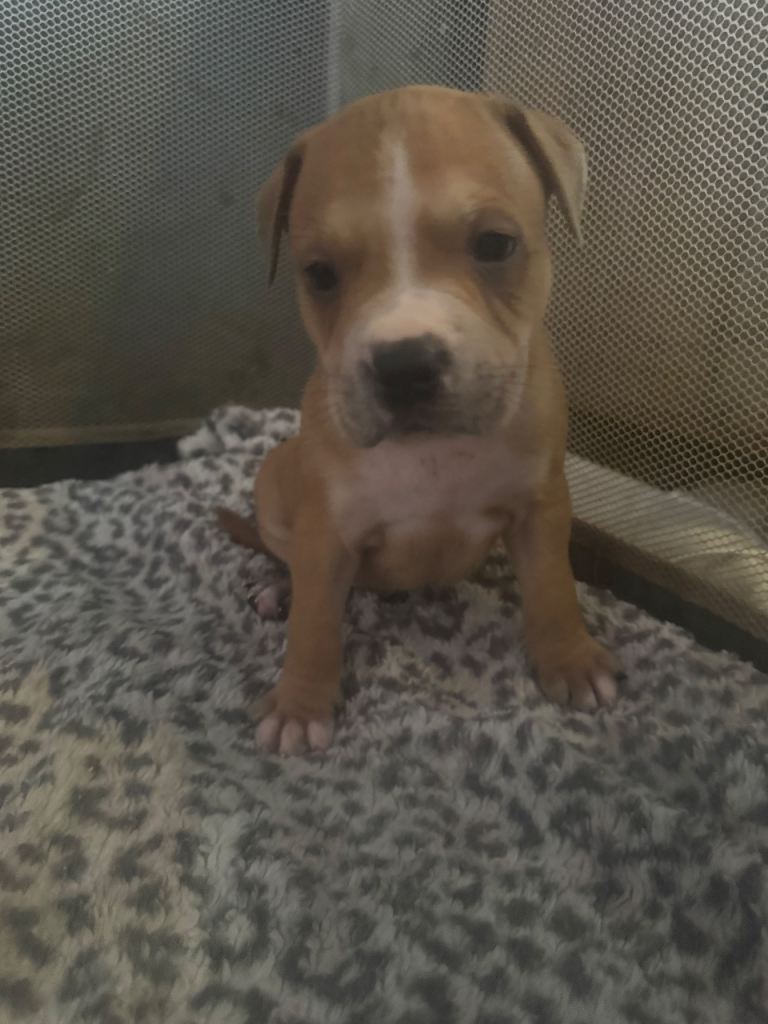 Staffy puppies ready for forever homes now