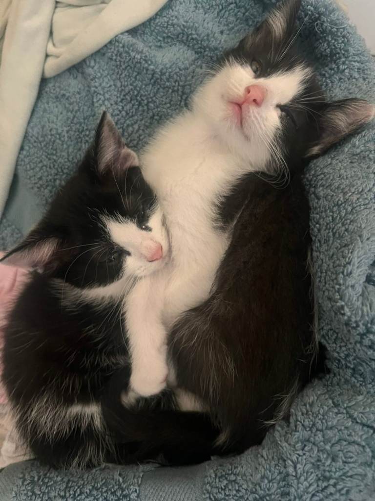 Turkish van x kittens 