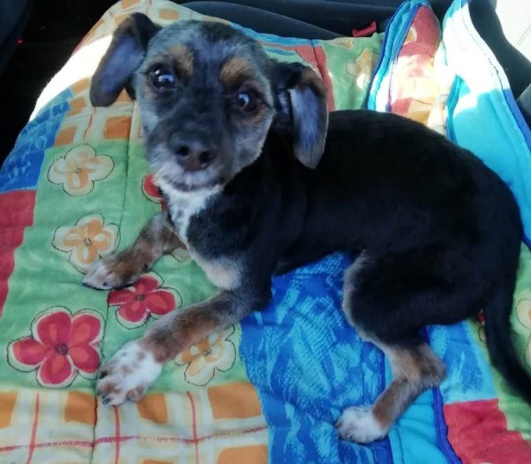 Bichon cross terrier 