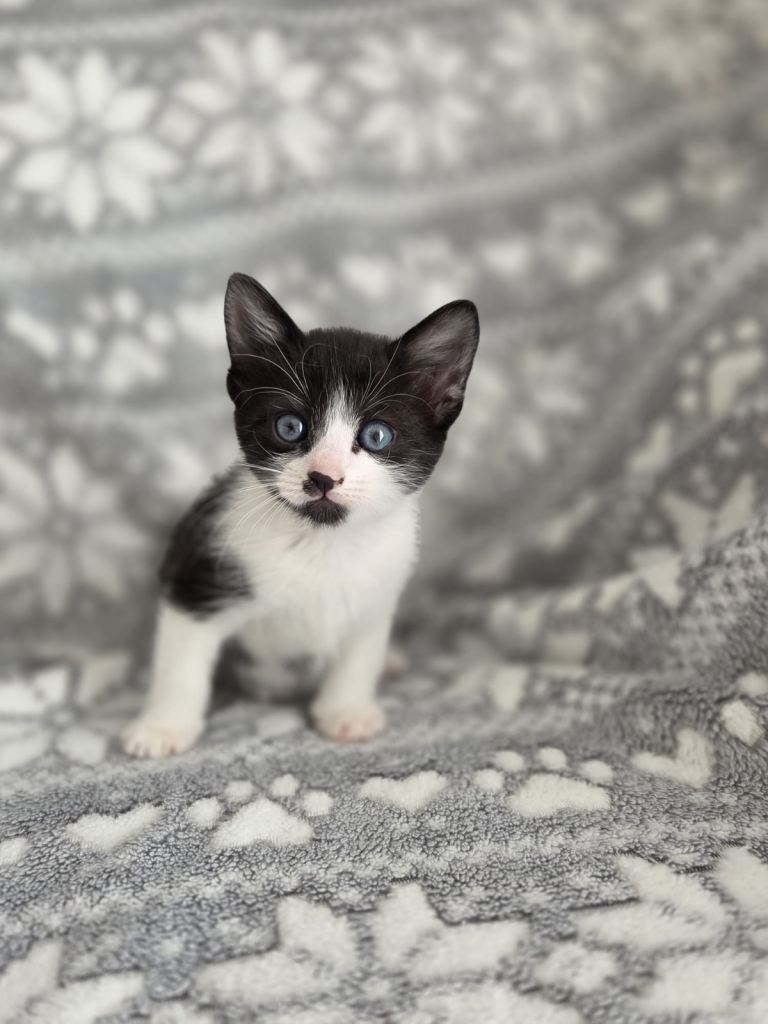 Male kitten 