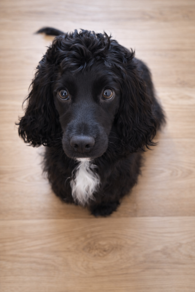 Cocker Spaniel Female 