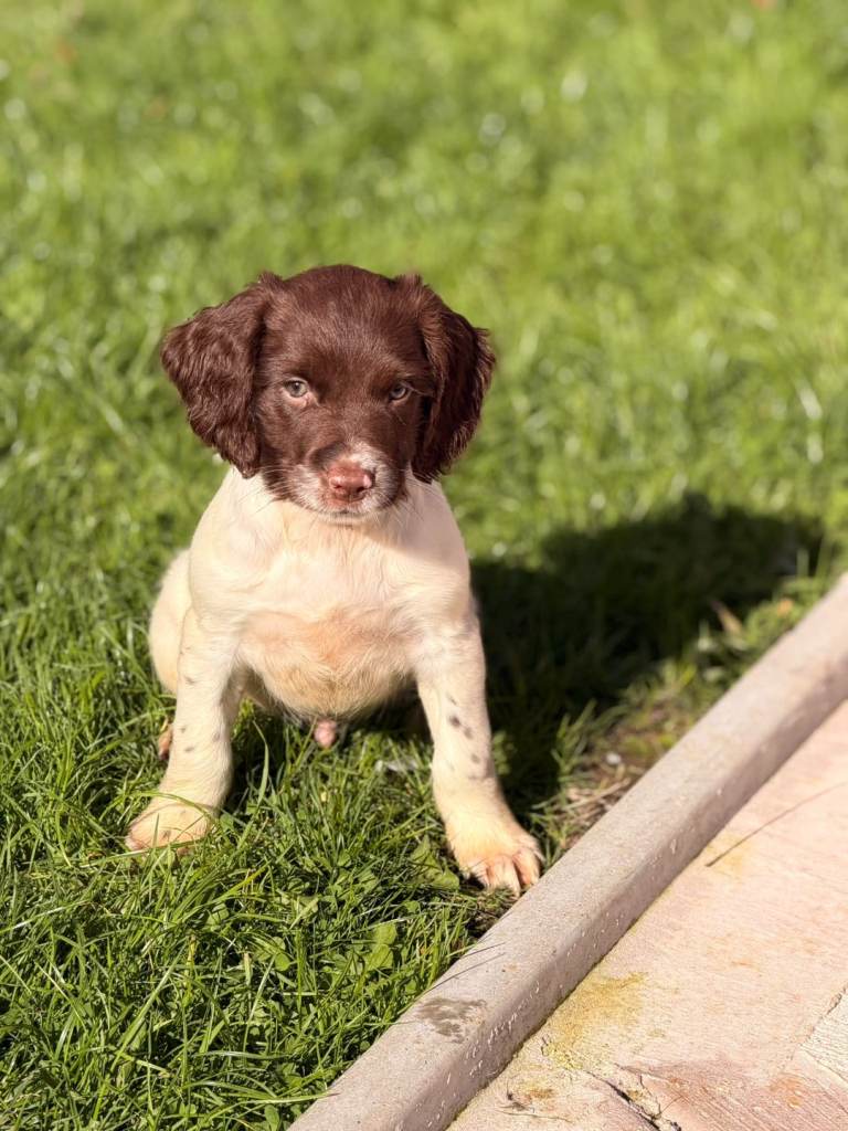 English Springer Spaniel KC Puppies