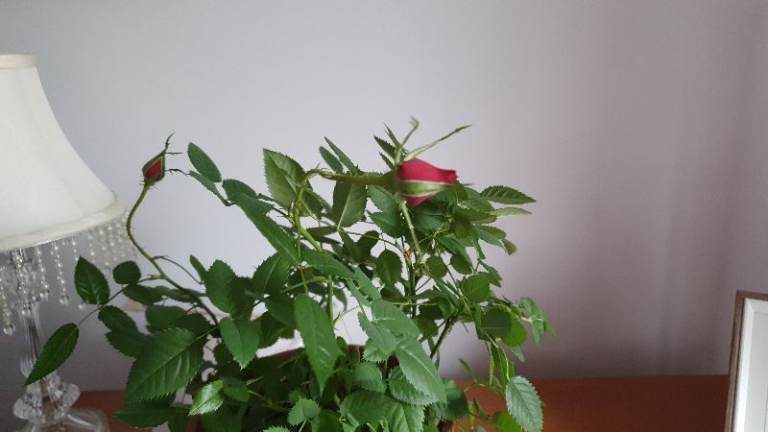 Sony Vaio 7 Home Premium recovery discs 