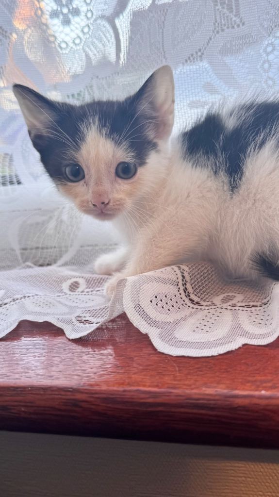  Only one leftBritish shorthair tabby mixed kitties only one left