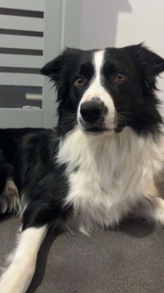 border collie