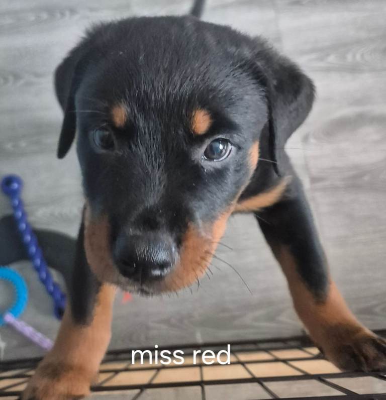rottweiler puppies 